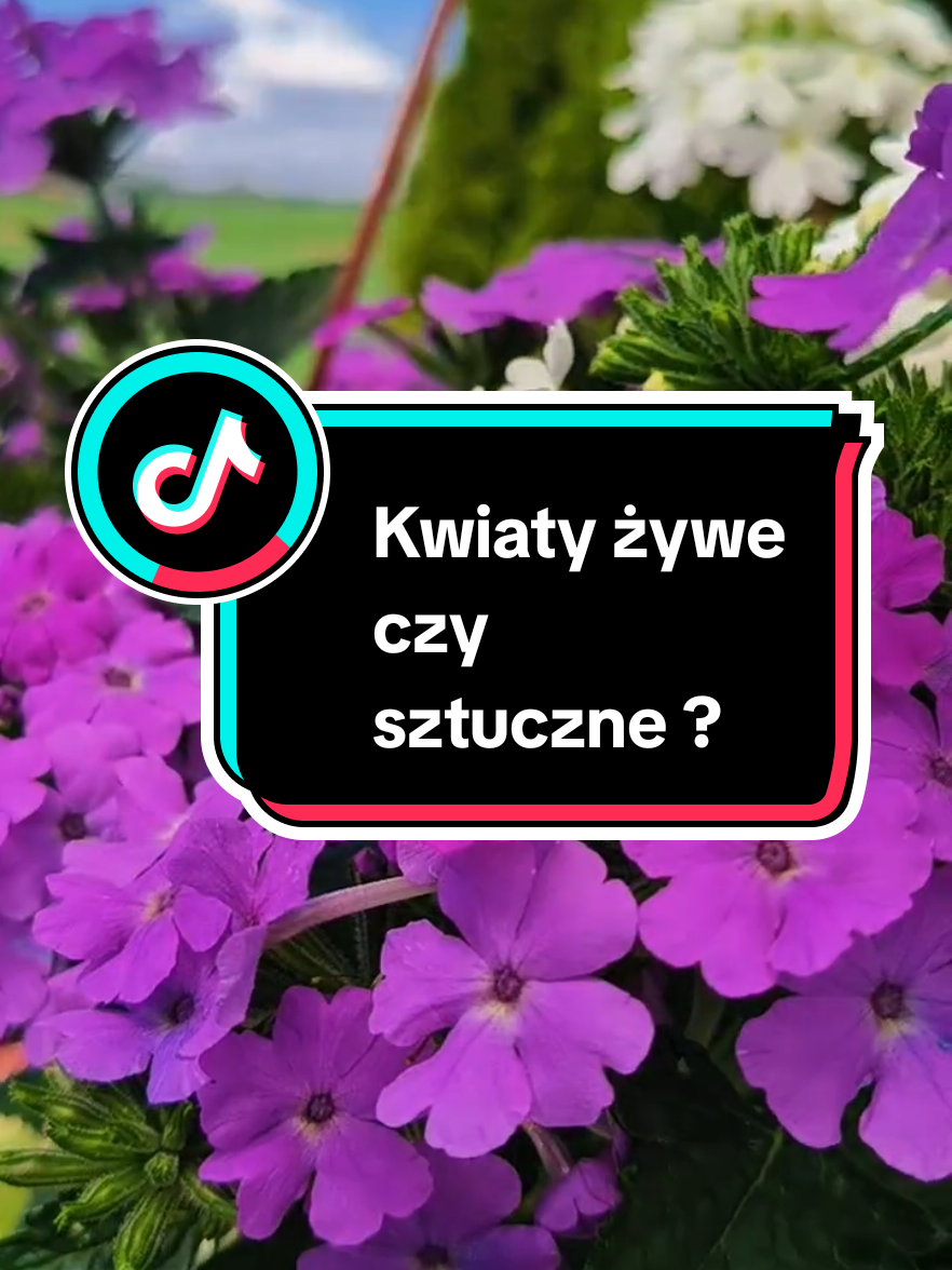 @Agnieszka Mruk