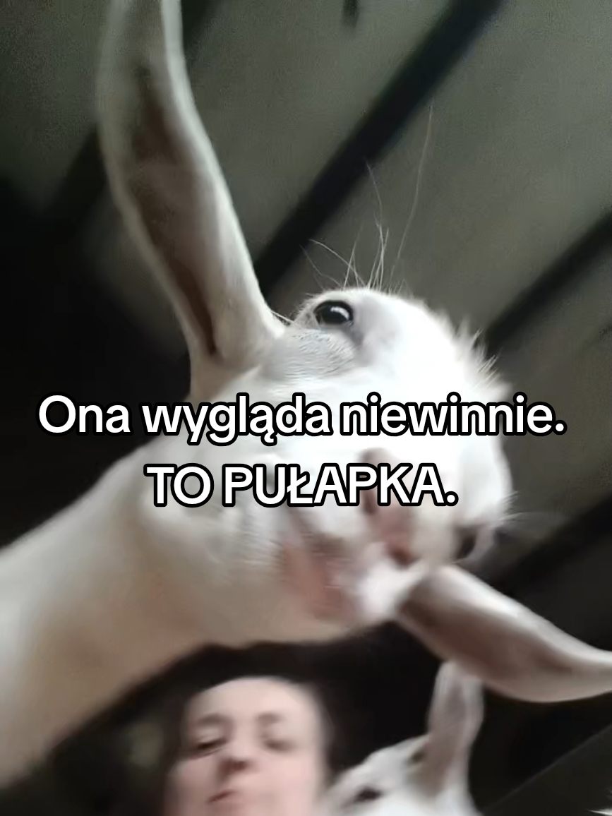 @Makowa Koza - sery z Kociewia