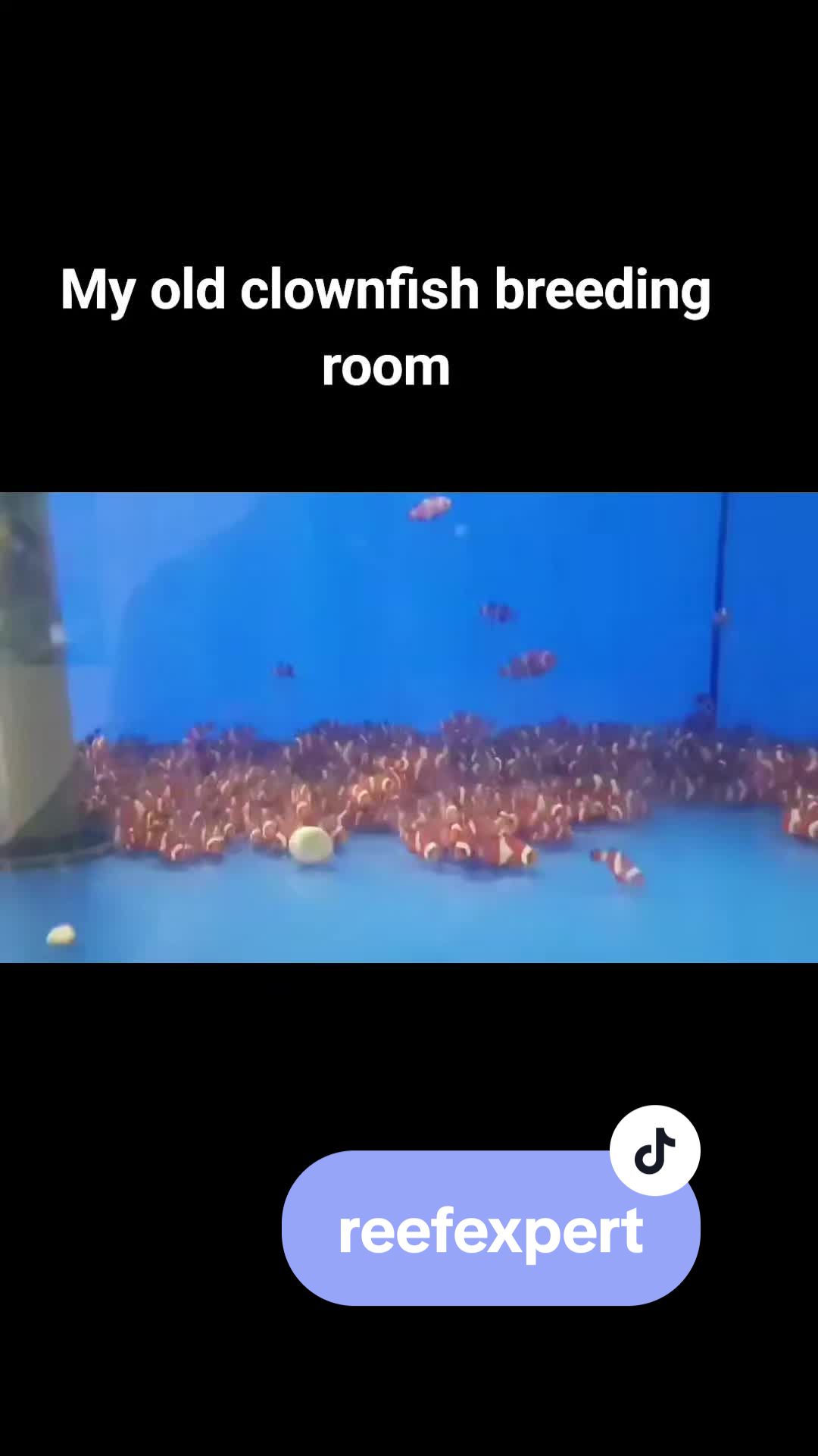 @Reefexpert