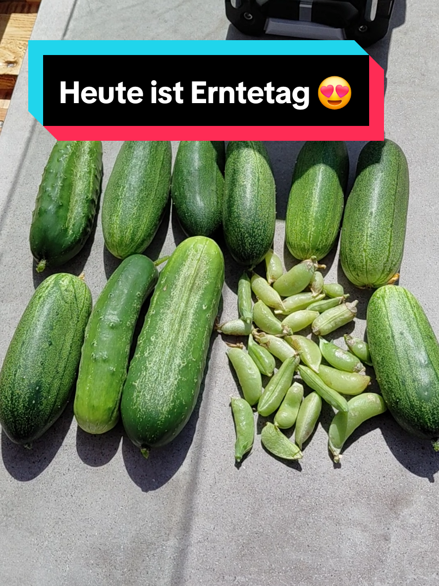 @Gartenchaos