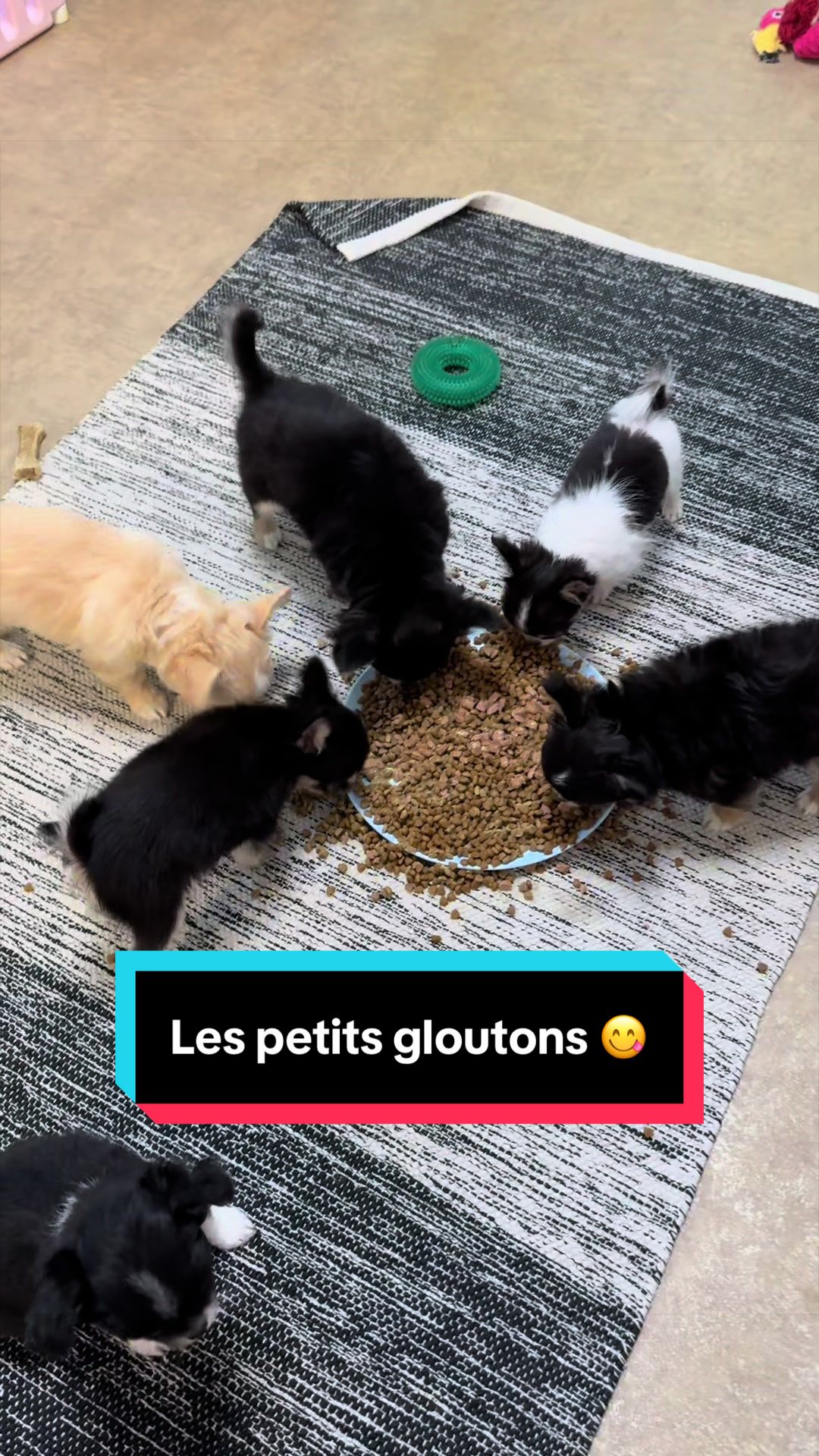 @óla_chihuahua