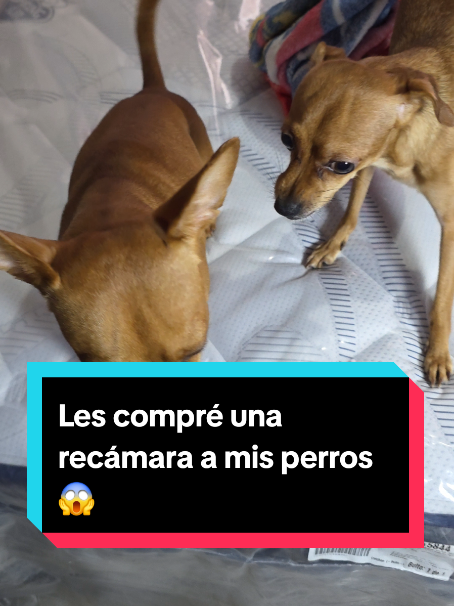@coco el enoj&oacute;n 🐶 ❤️