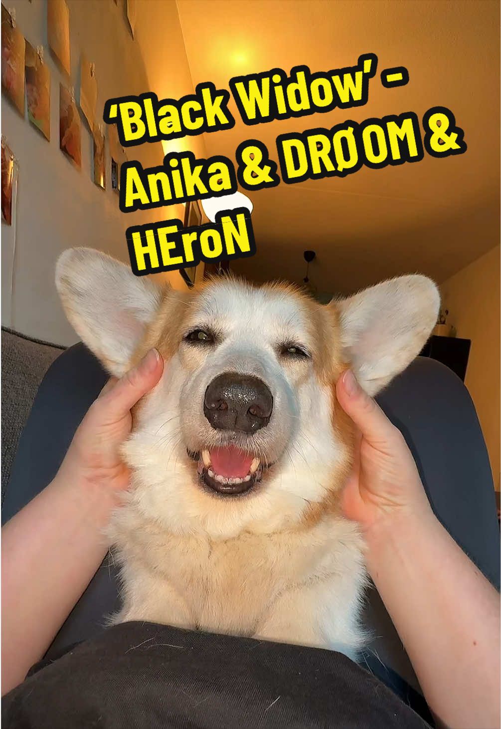 @Kickroll Corgi Charlie 🐶🚀