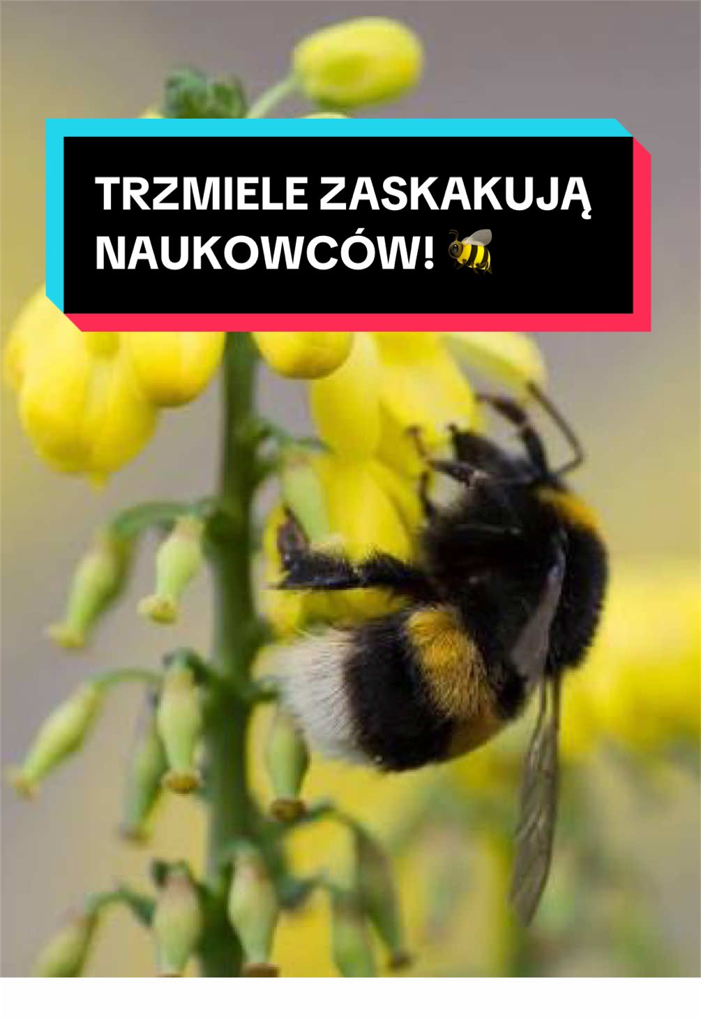@pandawojtekyt