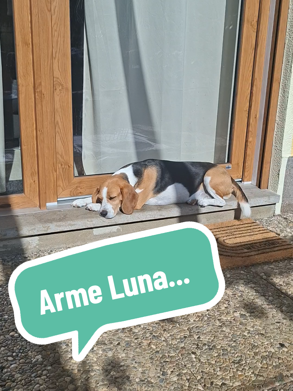 @BeagleTrifftBerner