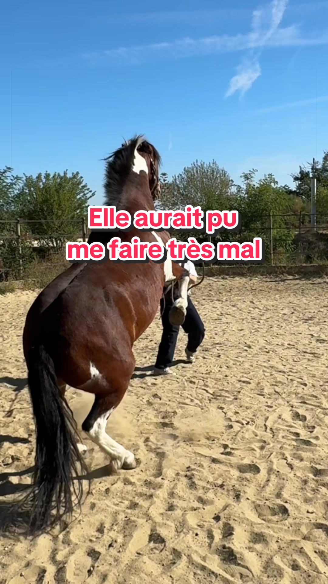 @Seren the pony 🐴