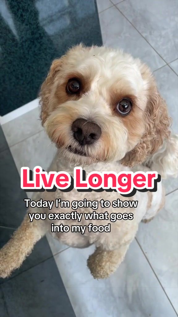 @My Cavachon