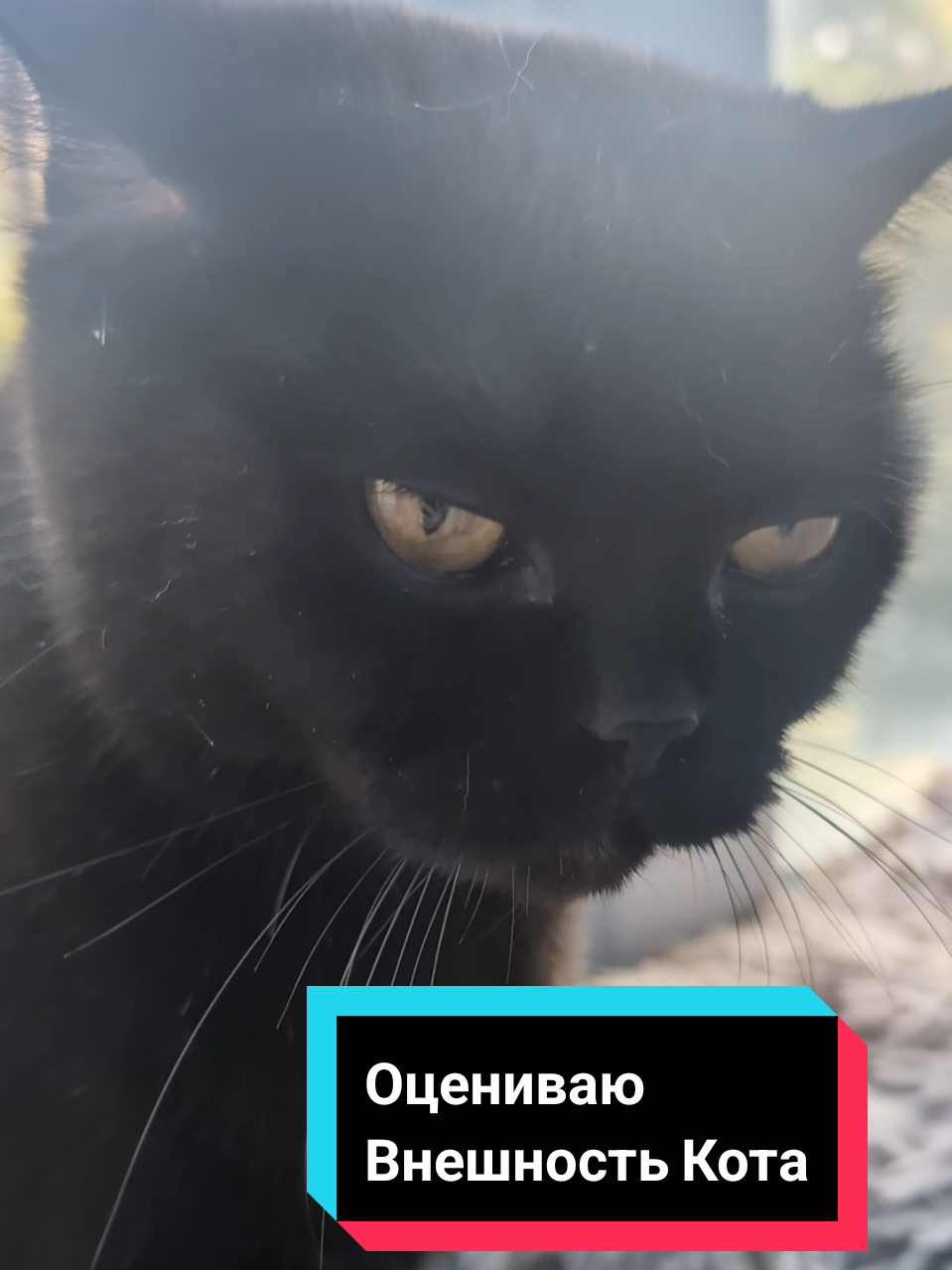 @тгк Дикторыч