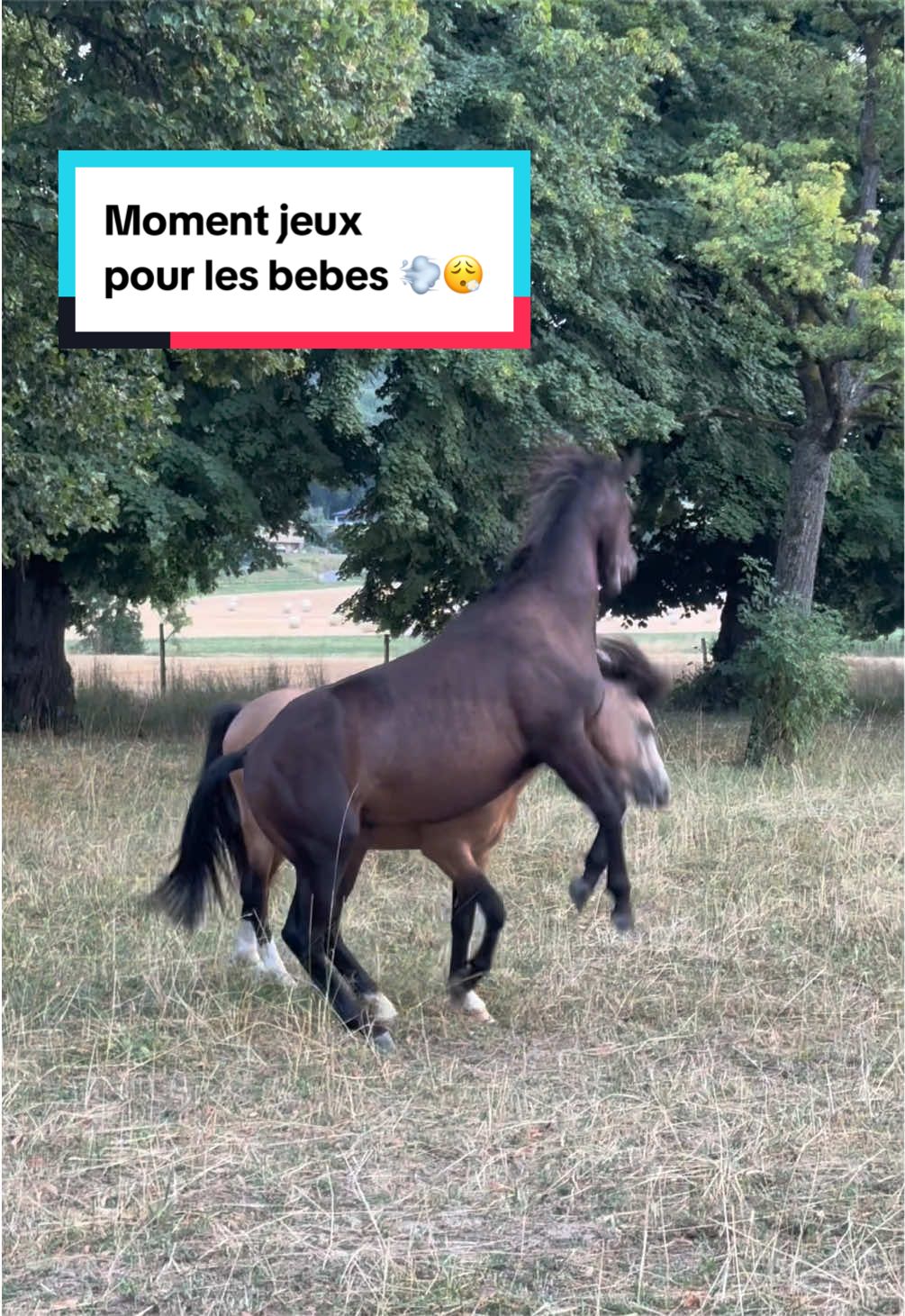 @mon poney pie