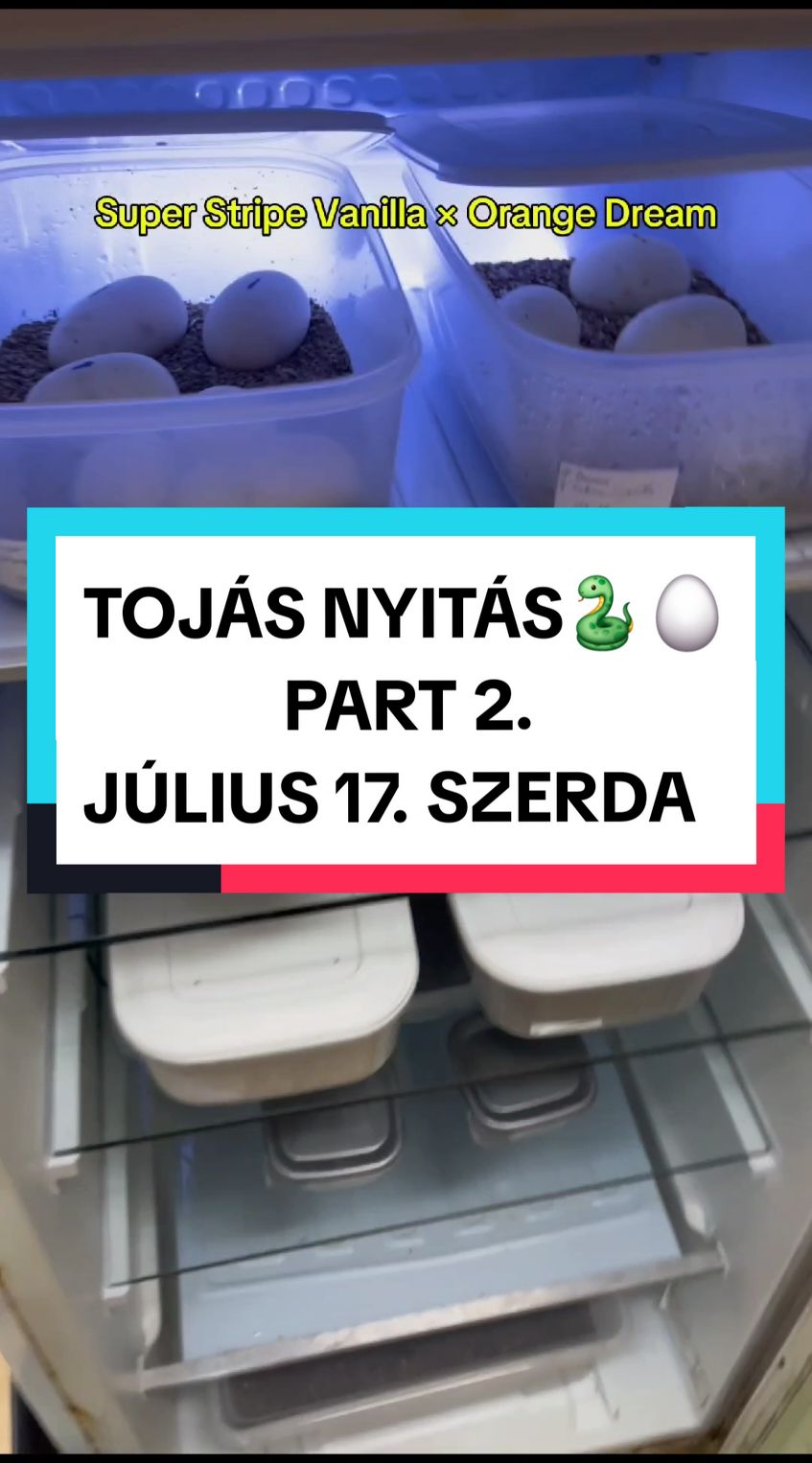 @Milu a Gekk&oacute;s 🦎