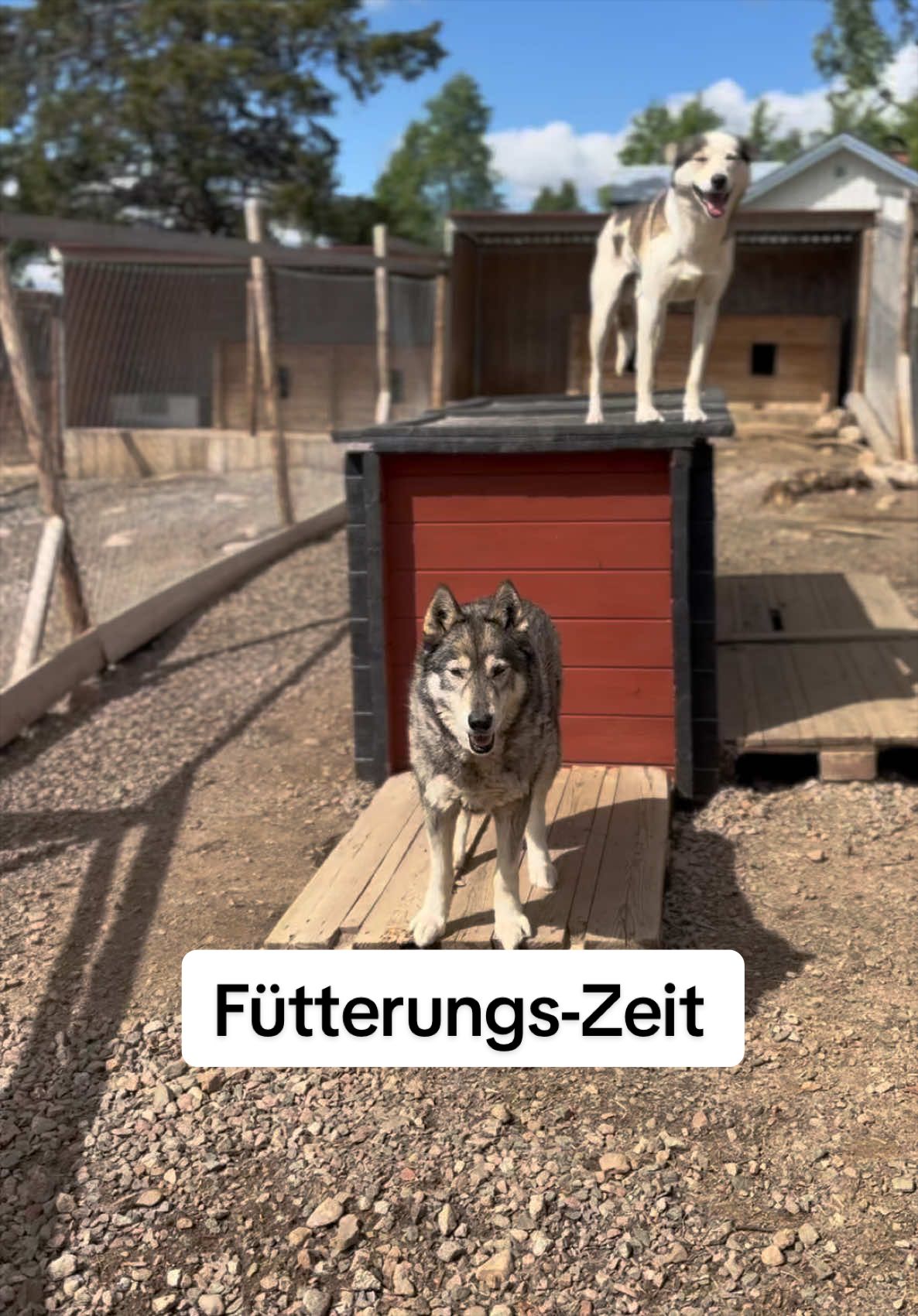 @Mehrere Hunde, ein Team!