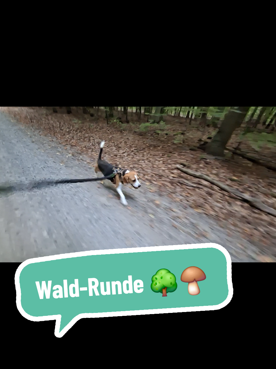 @BeagleTrifftBerner