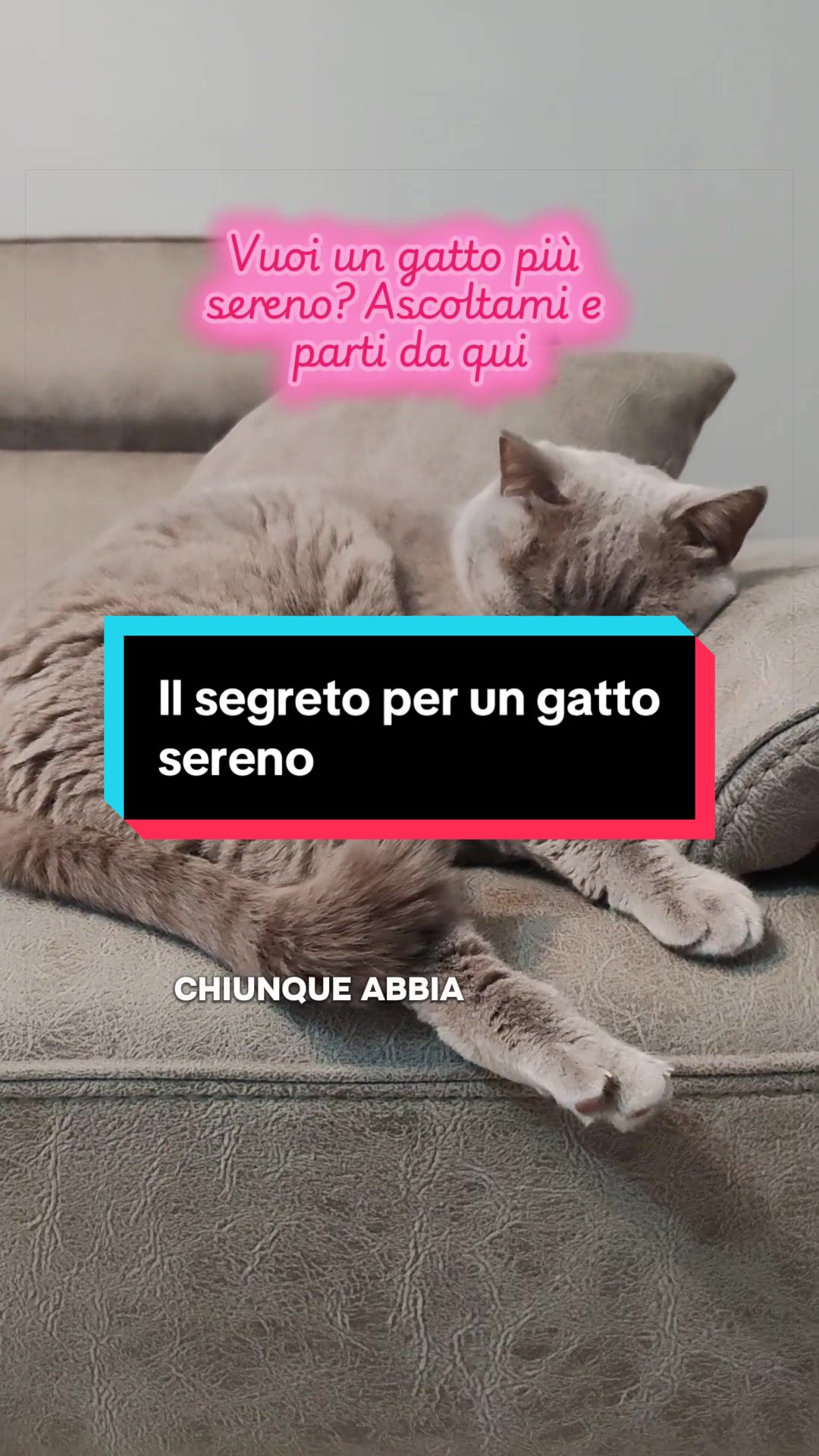 @Paolagemma Consulente Felina😻