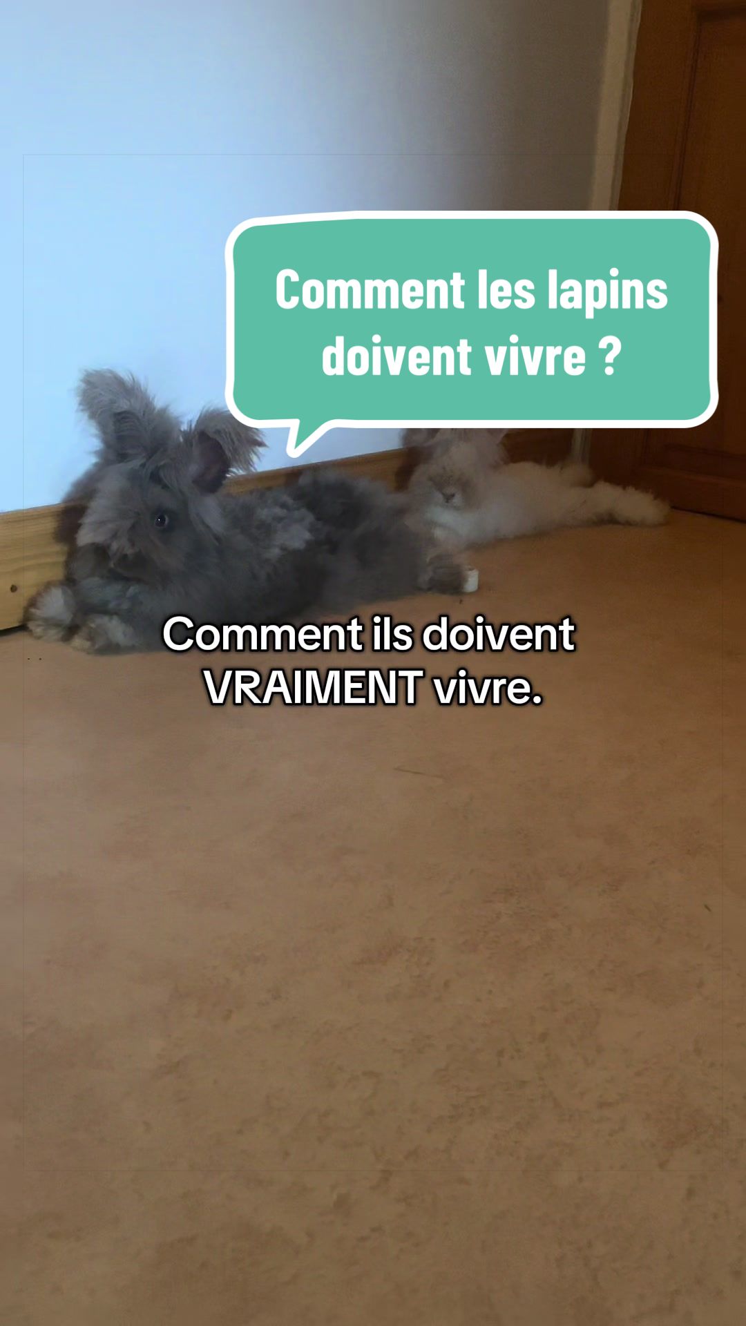@Mes lapinouchs 🐰🐹