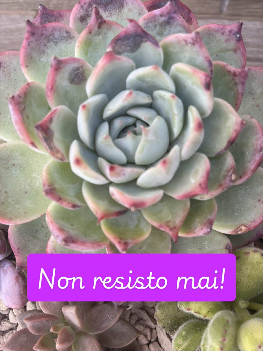 @piccole.spine.felici