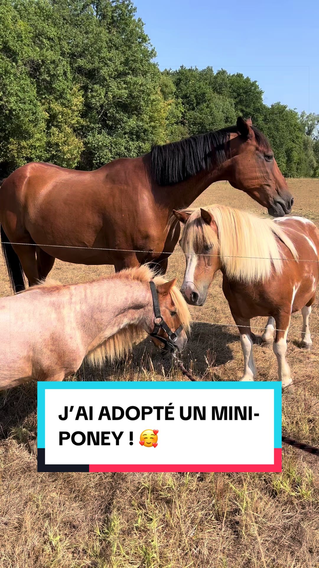 @Les Animaux d&rsquo;Allan