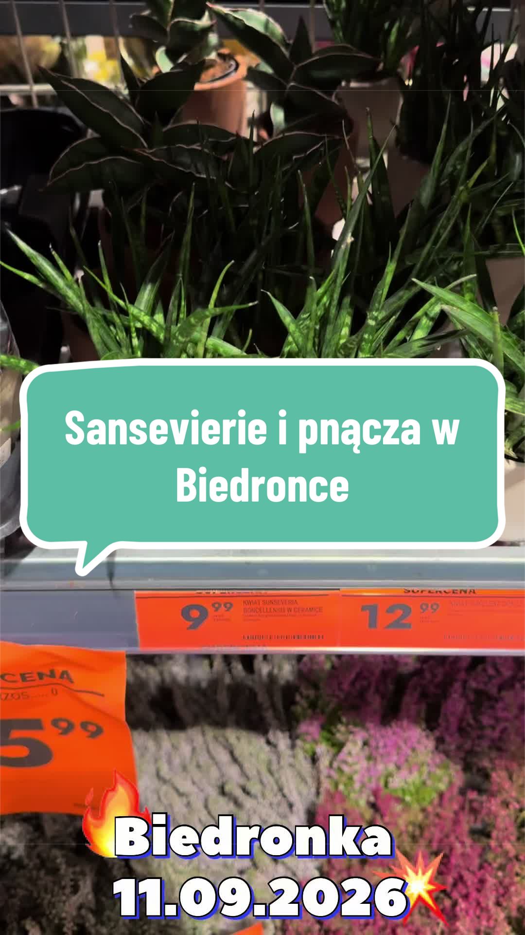 @maciej.plants