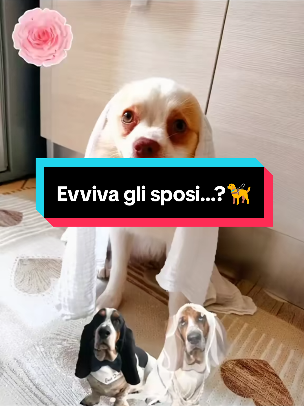 @Manuelnapo84