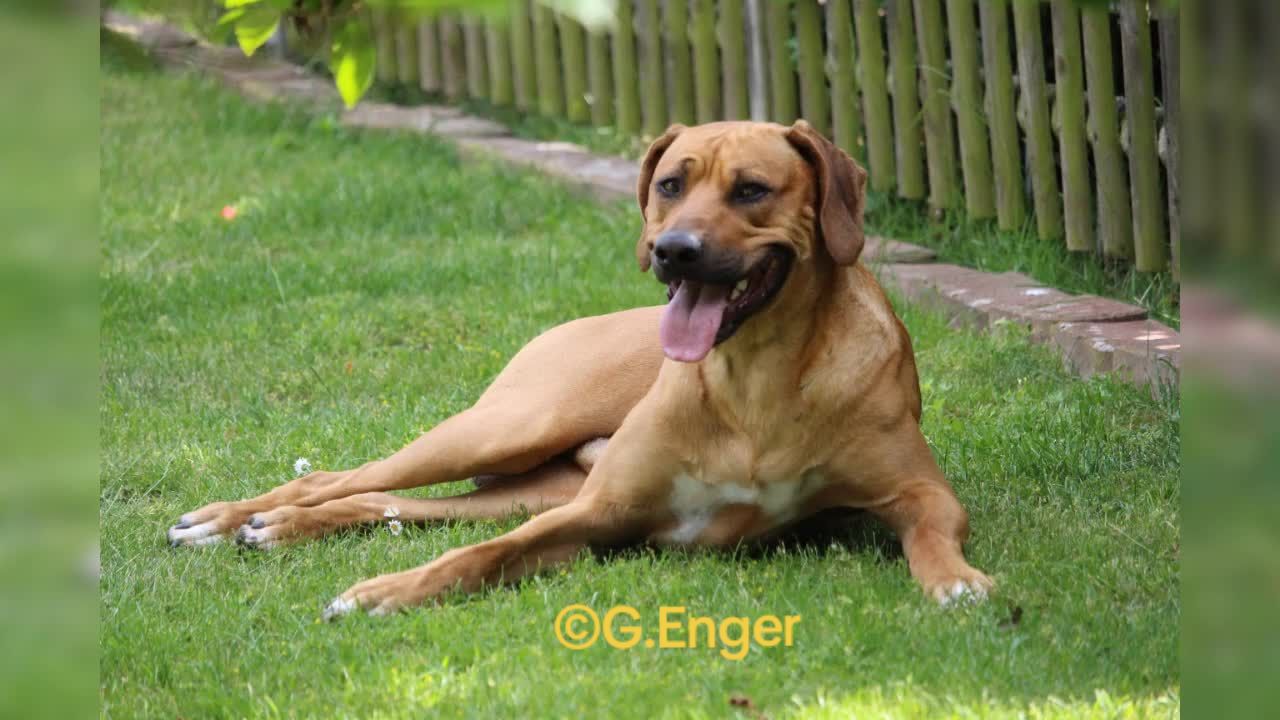 @amani.the.ridgeback