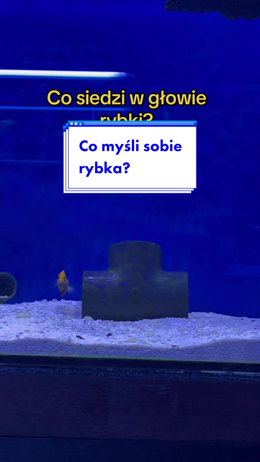 @Aquarista