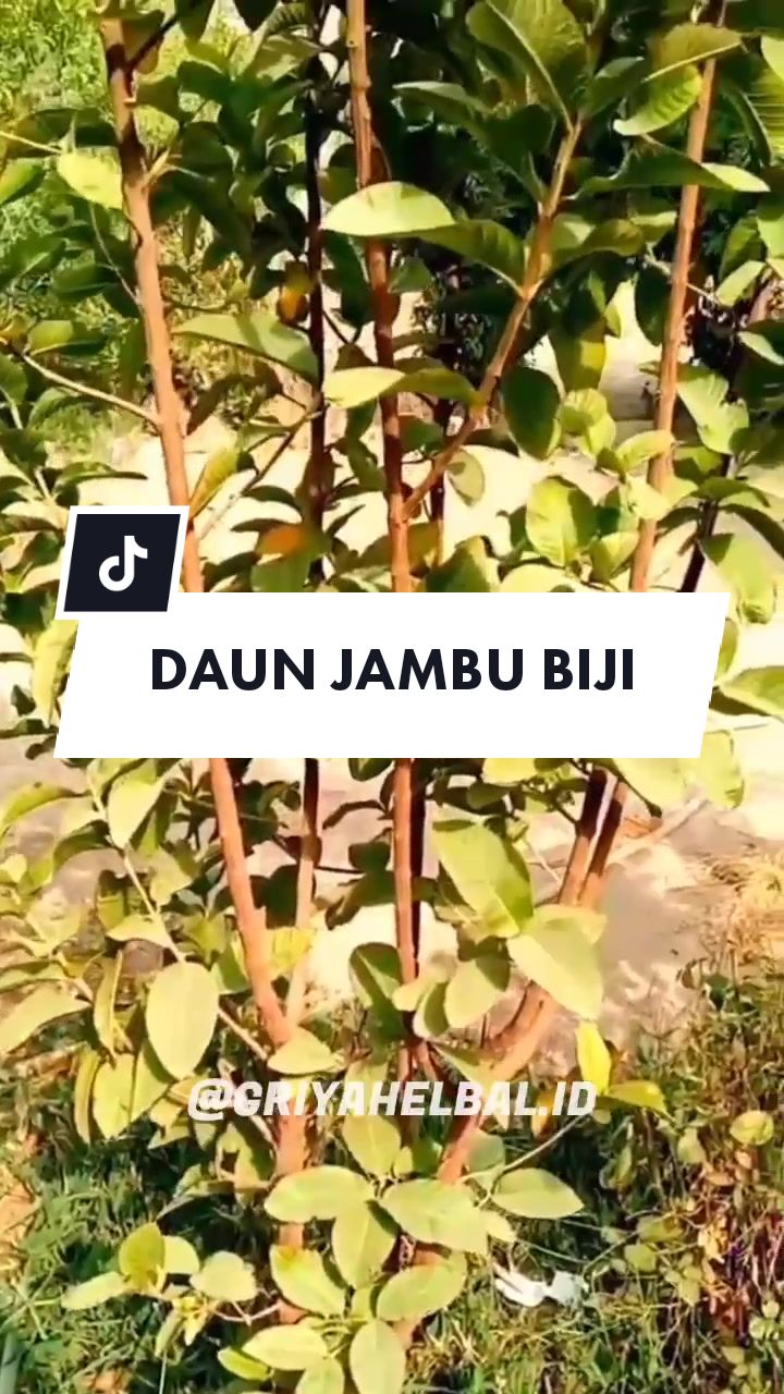 @🌱 𝙳𝚊𝚙𝚞𝚛 𝙷𝚎𝚛𝚋𝚊𝚕 🌿