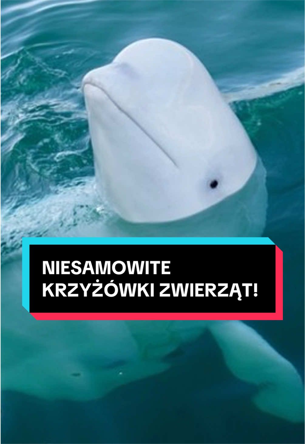 @pandawojtekyt