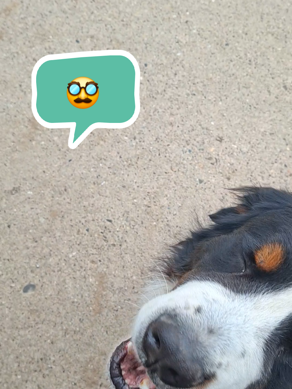 @BeagleTrifftBerner