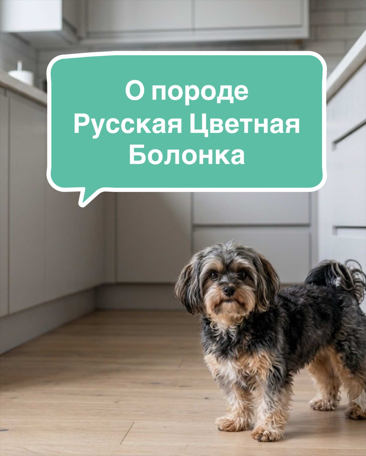 @Анастасия Ткачук | Кинолог
