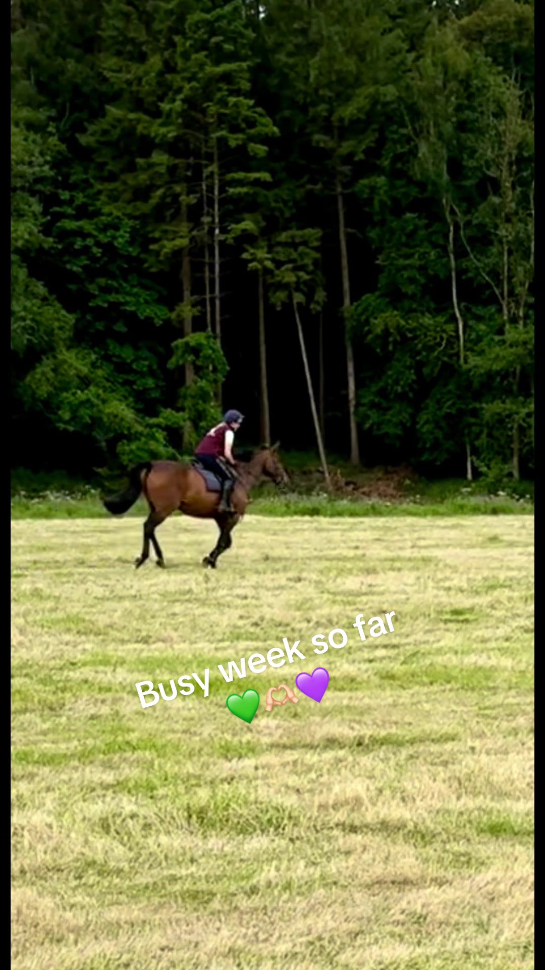 @Valley Animal Therapy Limited
