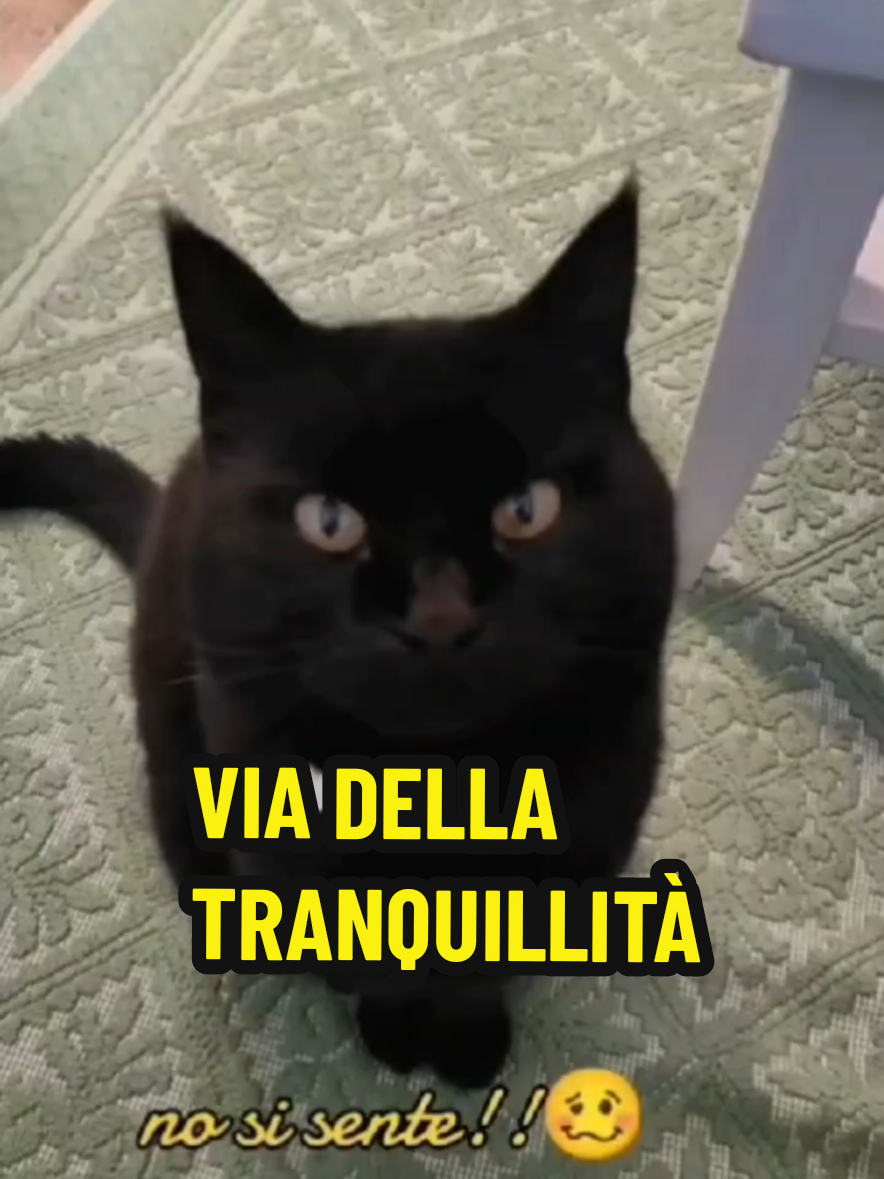 @Rita Tartaria