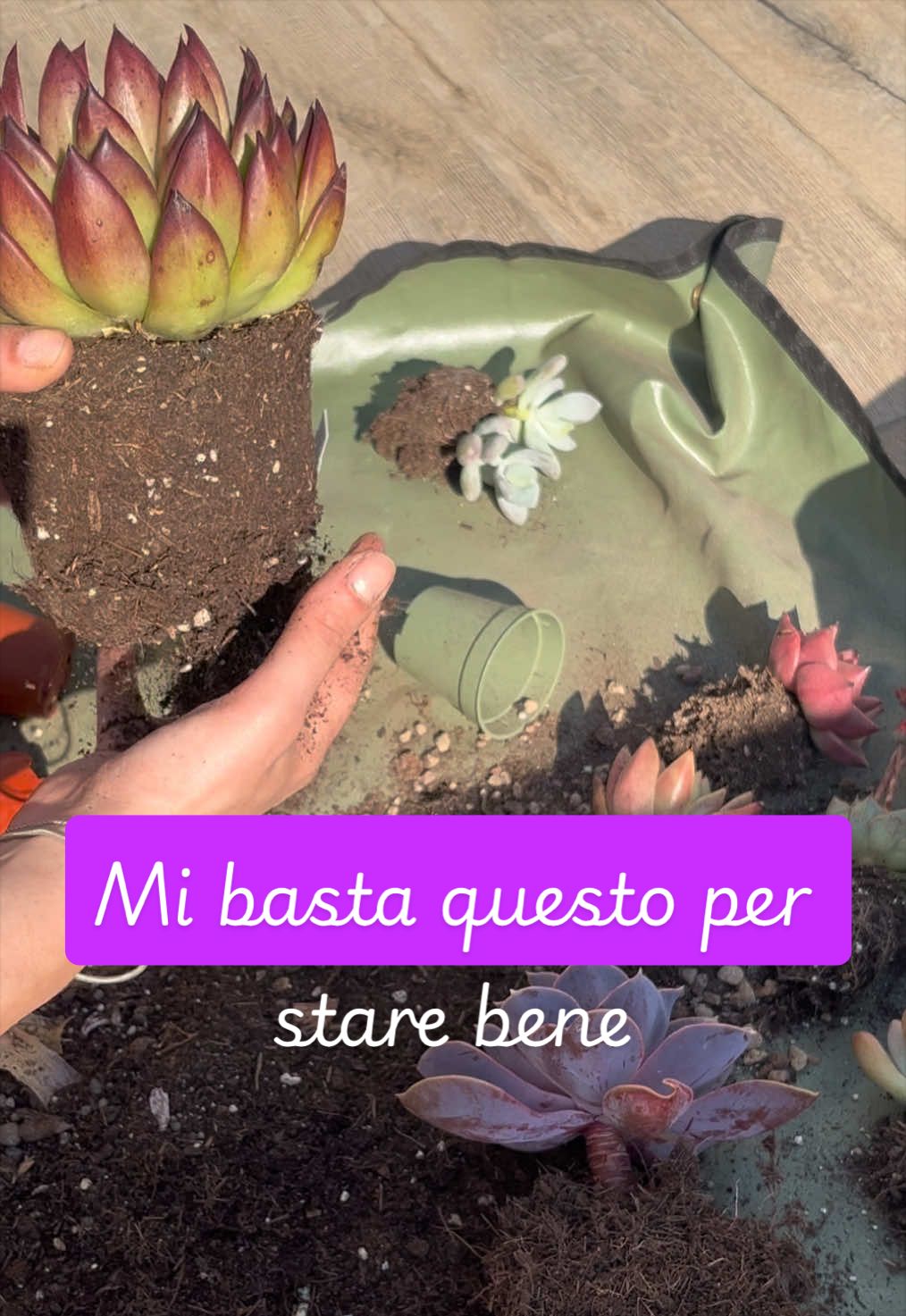 @piccole.spine.felici