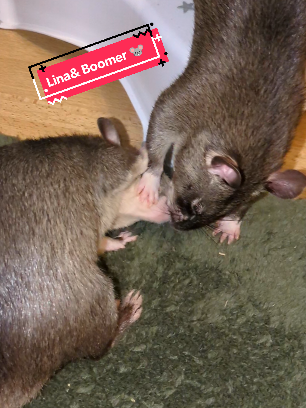 @Ratocalypse 🐀🤣🧀💥