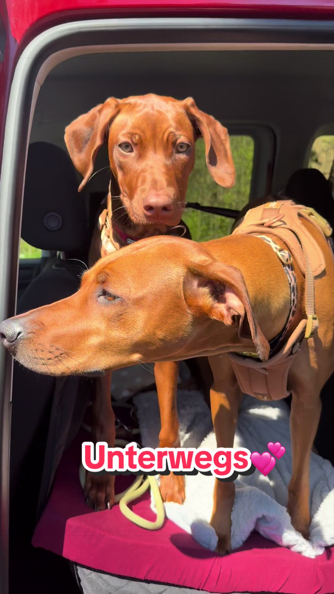 @💃🏻📷🐕🐕annettslittlemoments