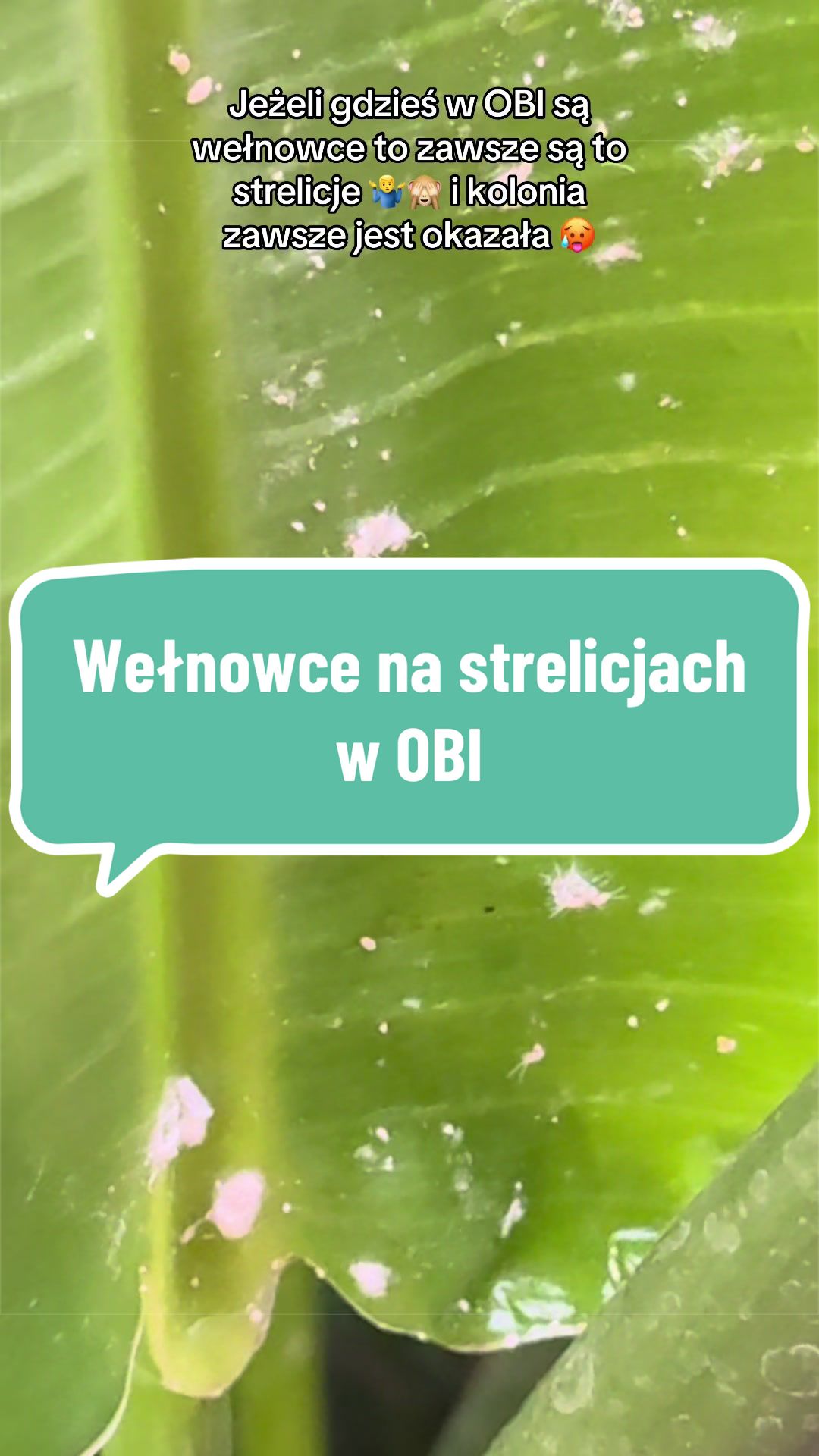 @maciej.plants