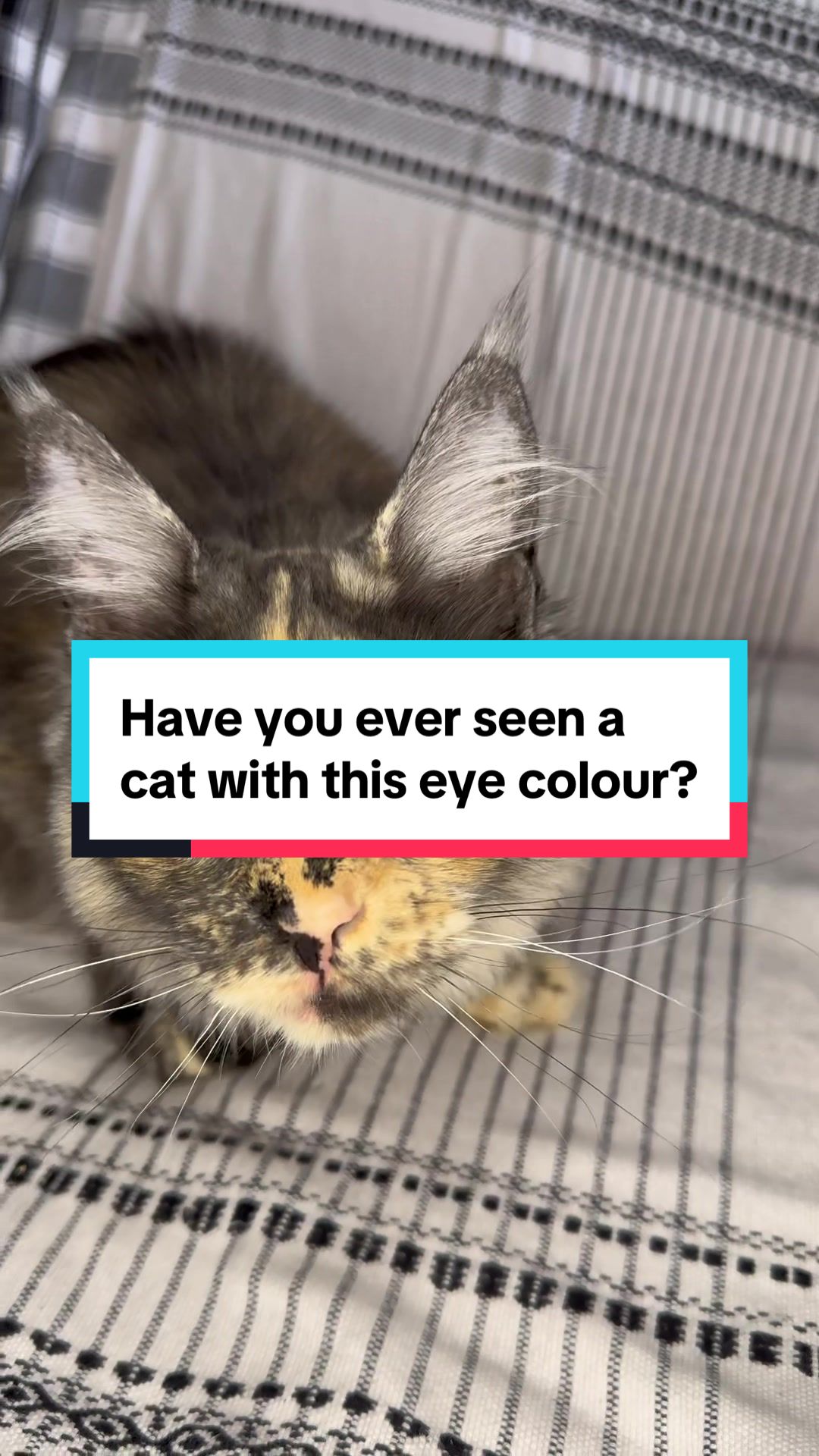 @saint.cat