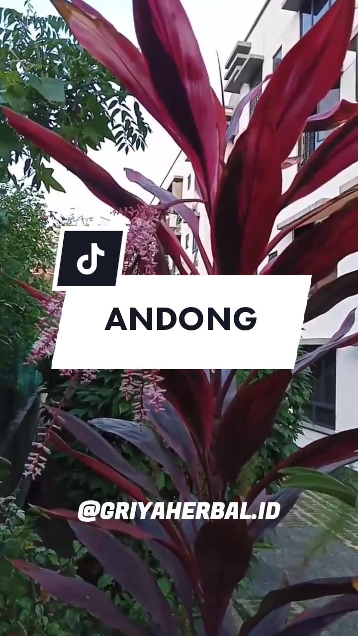 @🌱 𝙳𝚊𝚙𝚞𝚛 𝙷𝚎𝚛𝚋𝚊𝚕 🌿