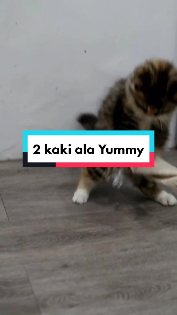 @Nekopethouse - Adopsi Kucing