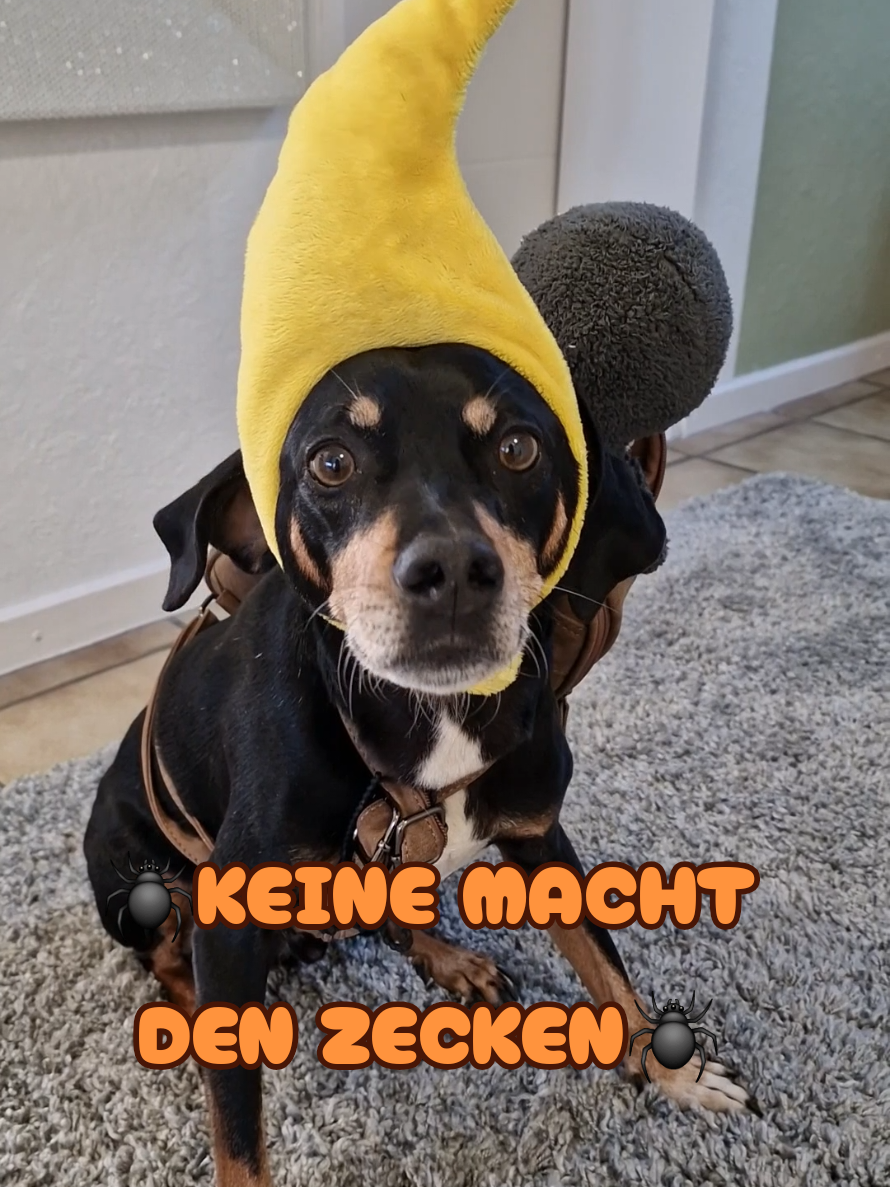@K&ouml;nig Kack & Prinzessin Pipi👑
