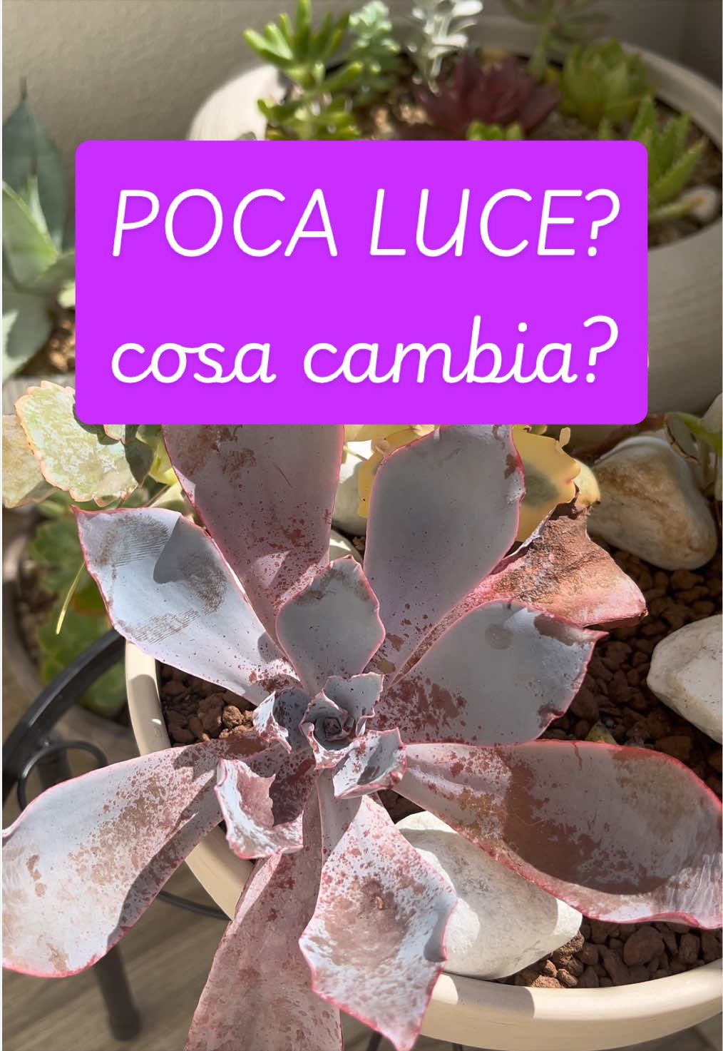 @piccole.spine.felici 🌵