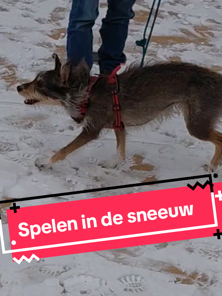 @Safrina's wereld