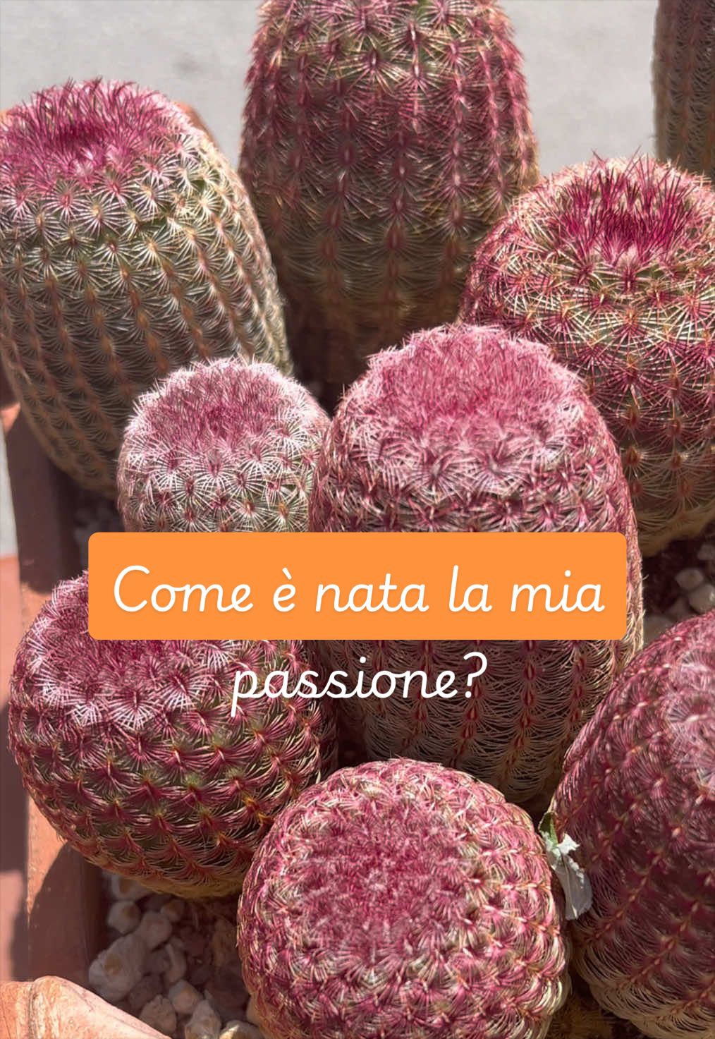 @piccole.spine.felici