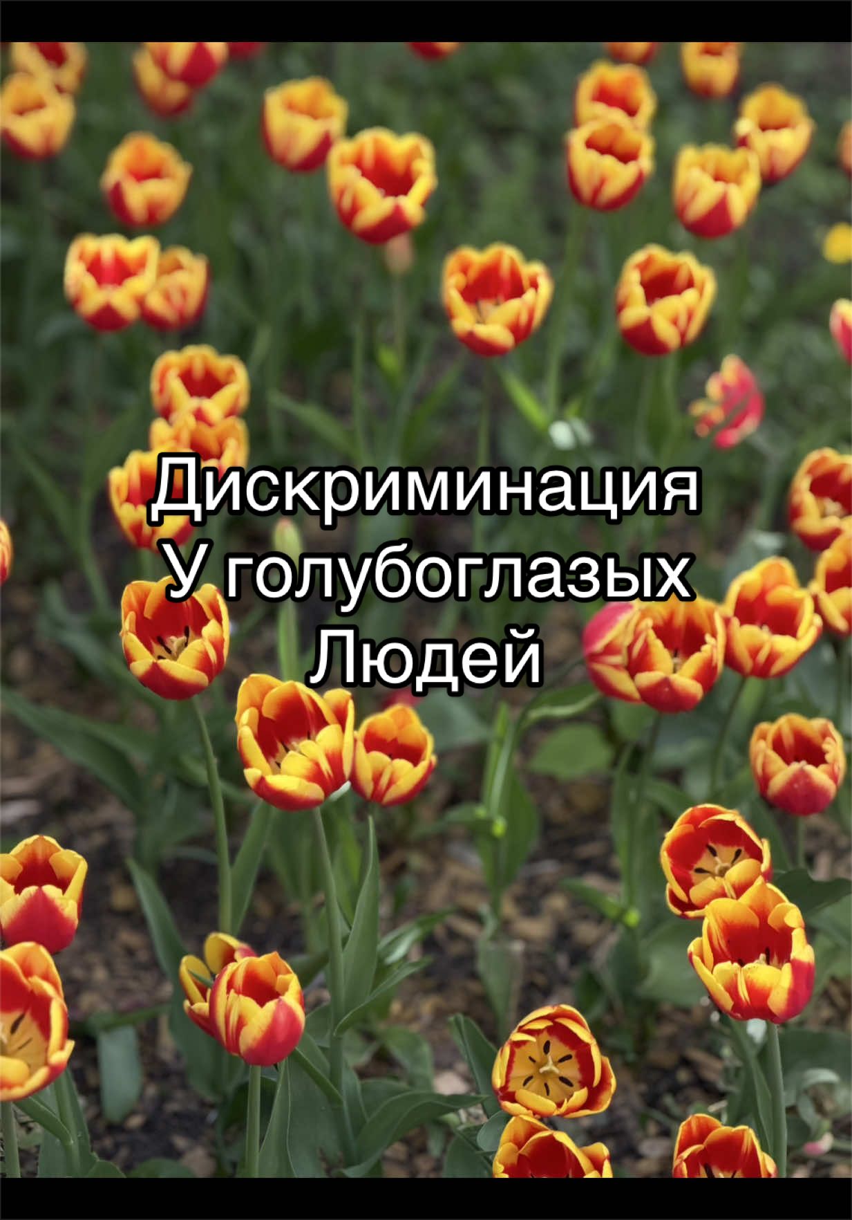 @Лиза Батори