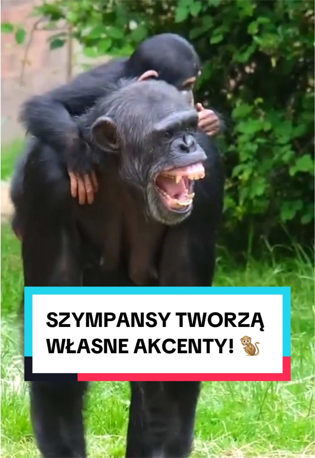 @pandawojtekyt