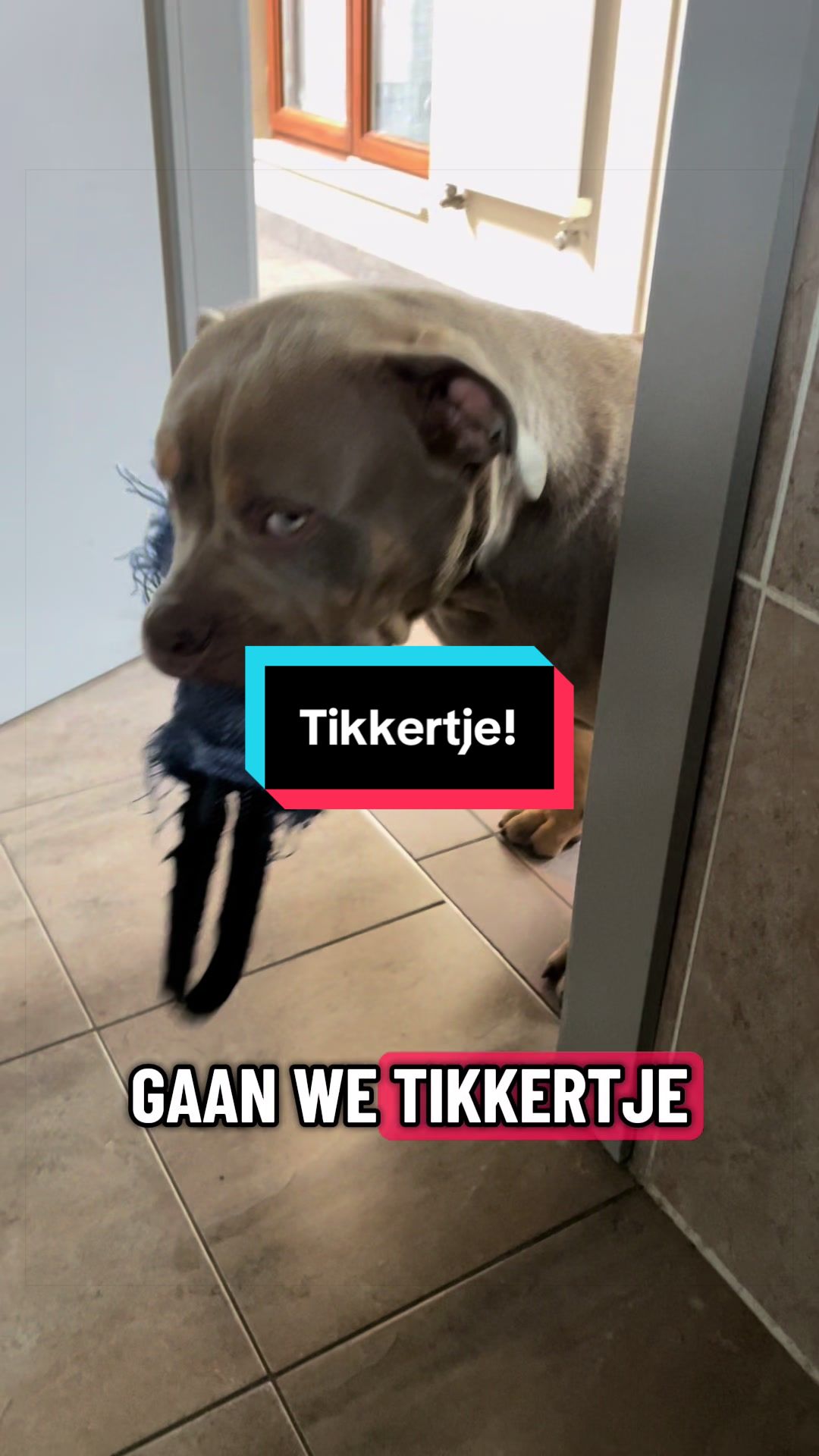 @bigdutchbullykennel