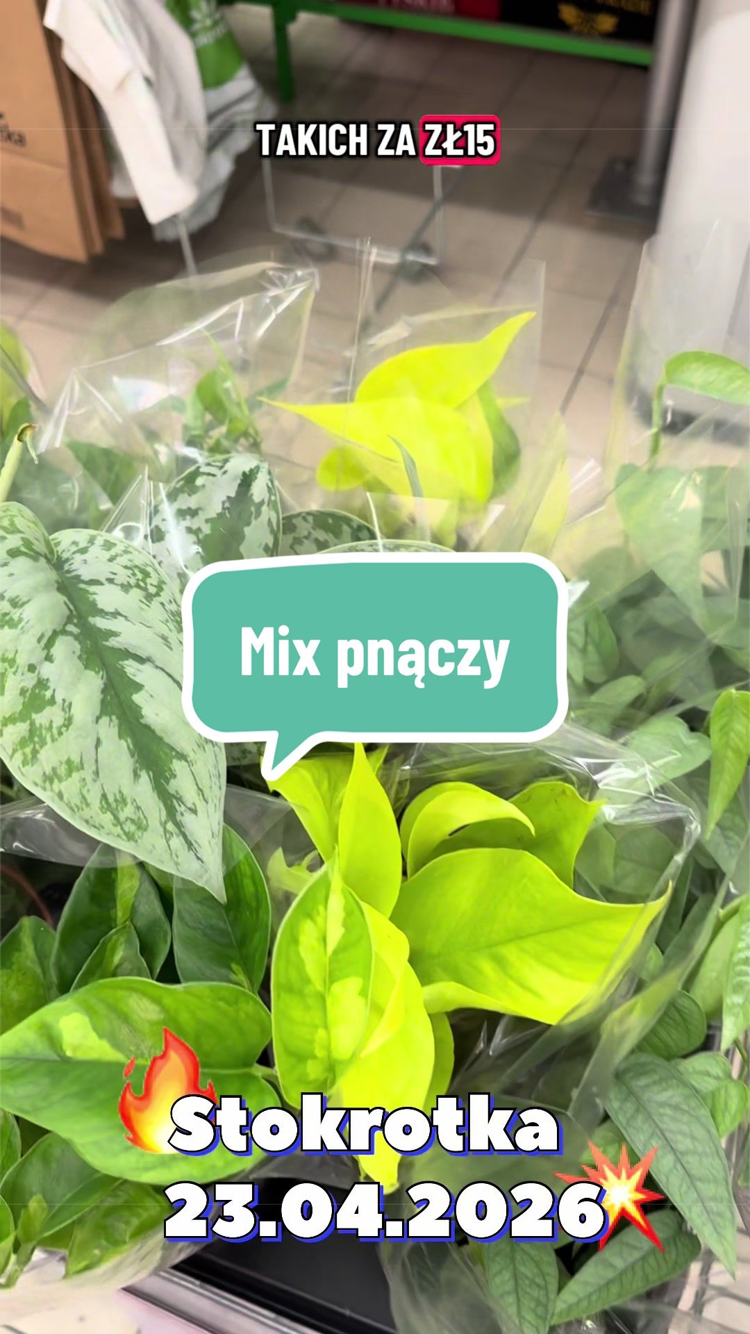 @maciej.plants