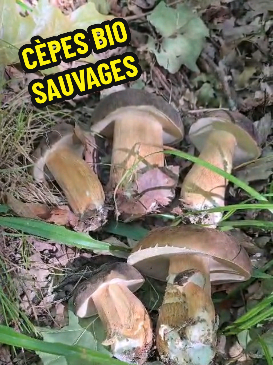 @Dan 🍄🟫 Le Champologue
