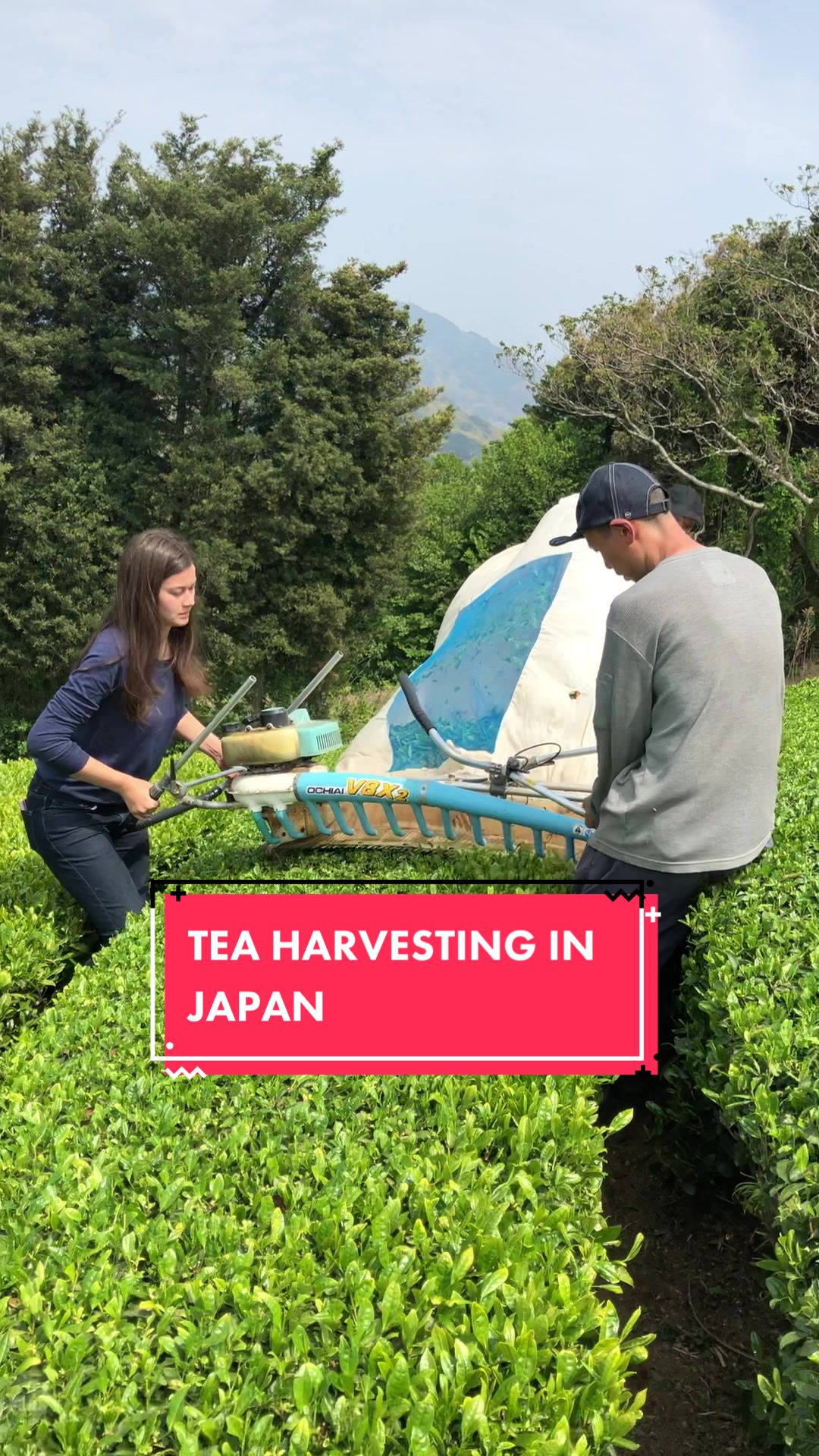 @Tea Rebellion
