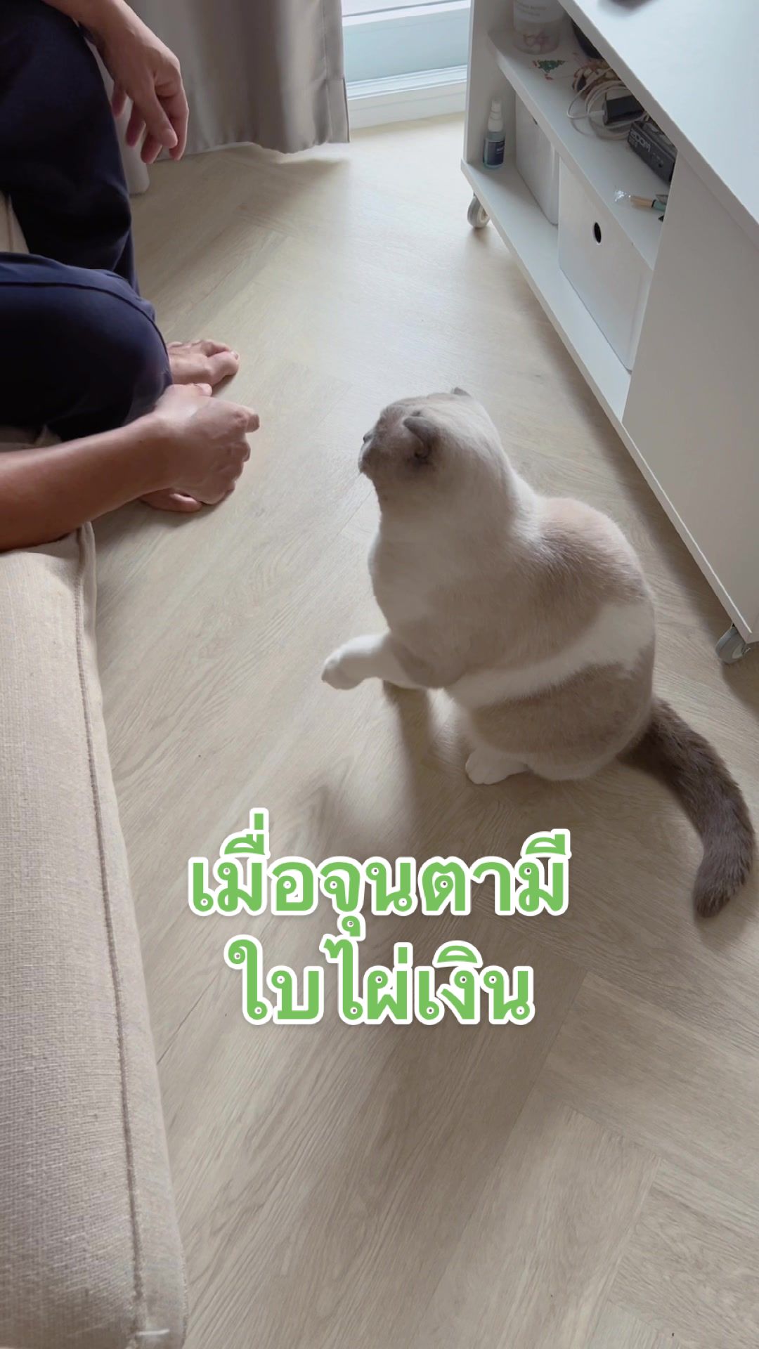 @ชิเอลแมวมึน 😺