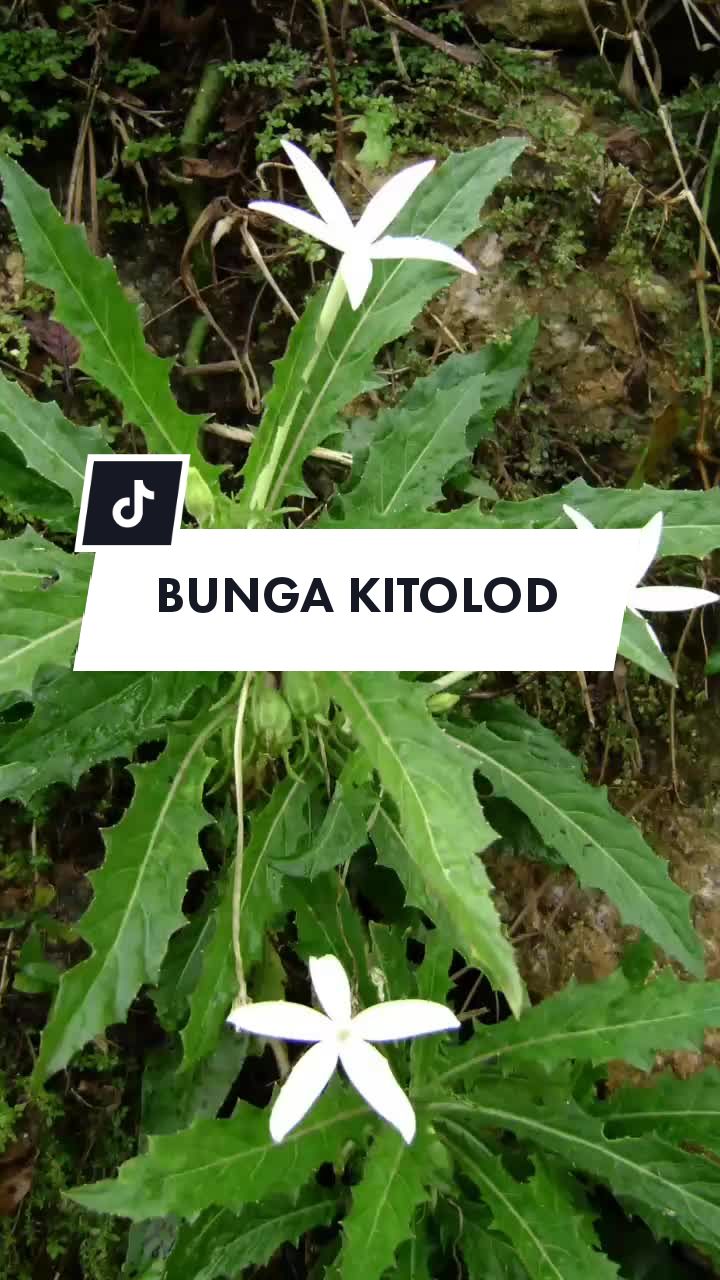 @🌱 𝙳𝚊𝚙𝚞𝚛 𝙷𝚎𝚛𝚋𝚊𝚕 🌿