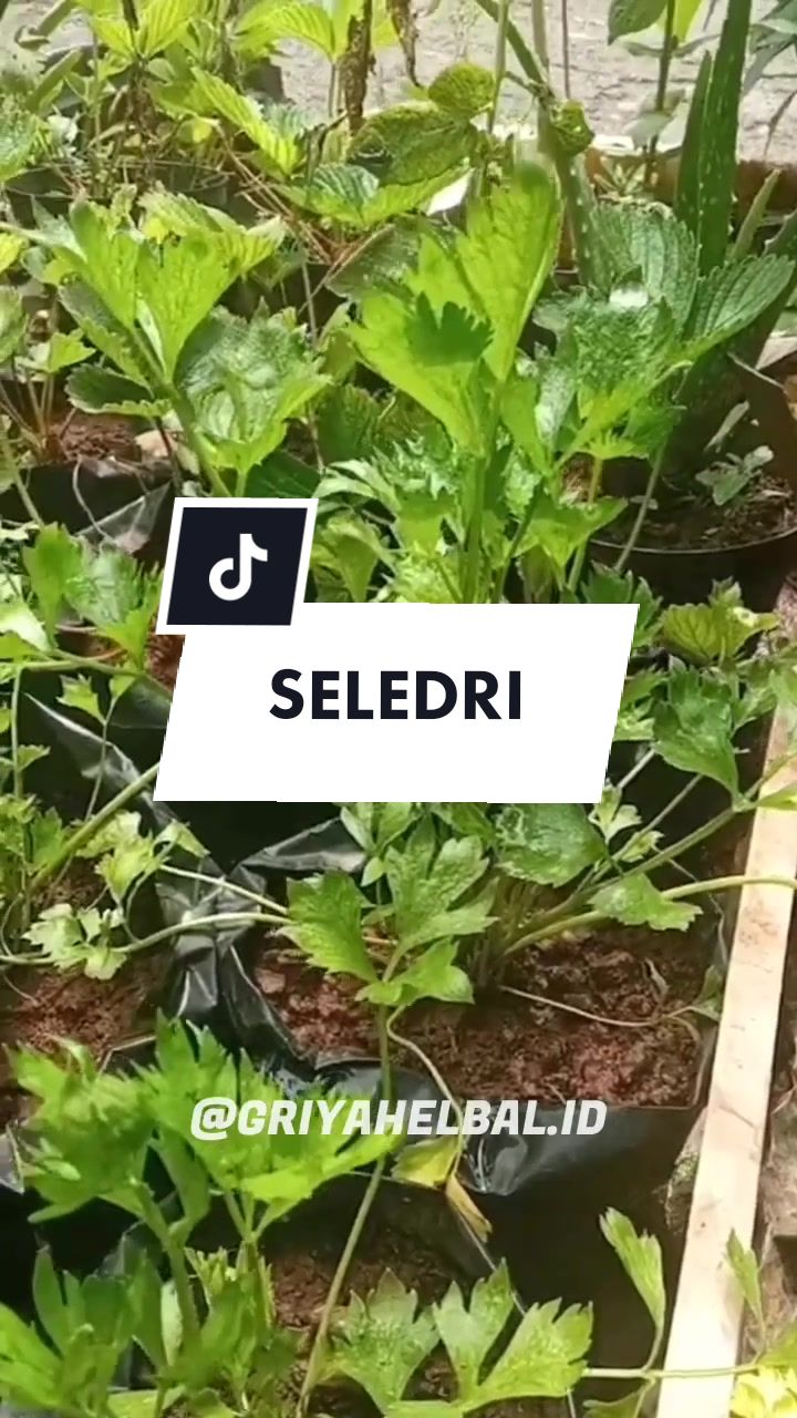 @🌱 𝙳𝚊𝚙𝚞𝚛 𝙷𝚎𝚛𝚋𝚊𝚕 🌿